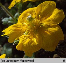 Potentilla crantzii (pięciornik alpejski)