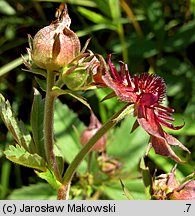 Comarum palustre (siedmiopalecznik błotny)