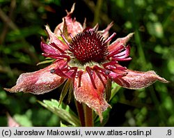 Comarum palustre (siedmiopalecznik błotny)