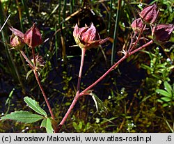 Comarum palustre (siedmiopalecznik błotny)