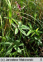 Comarum palustre (siedmiopalecznik błotny)