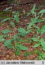 Prenanthes purpurea (przenęt purpurowy)