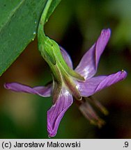 Prenanthes purpurea (przenęt purpurowy)