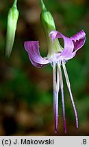 Prenanthes purpurea (przenęt purpurowy)