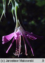 Prenanthes purpurea (przenęt purpurowy)