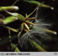 Prenanthes purpurea (przenęt purpurowy)