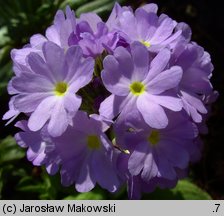 Primula denticulata (pierwiosnek ząbkowany)