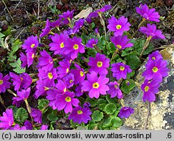 Primula juliae (pierwiosnek gruziński)