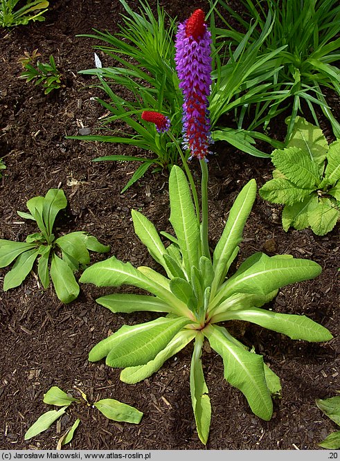 Primula viali (pierwiosnek Viala)