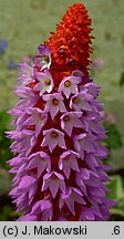 Primula viali (pierwiosnek Viala)