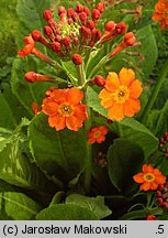 Primula ×bulleesiana (pierwiosnek piętrowy)