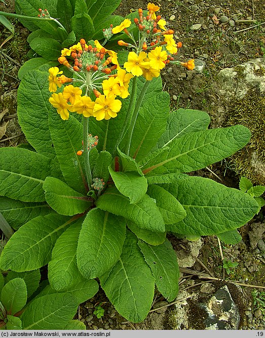 Primula ×bulleesiana (pierwiosnek piętrowy)