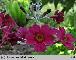 Primula pulverulenta (pierwosnek przyprószony)