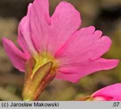 Primula rosea (pierwiosnek różowy)