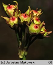 Primula rosea (pierwiosnek różowy)