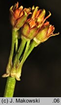 Primula rosea (pierwiosnek różowy)