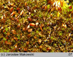 Protobryum bryoides (praprątniczek Mildego)