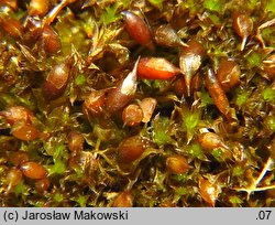 Protobryum bryoides (praprątniczek Mildego)