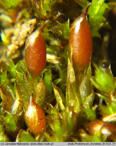 Protobryum bryoides (praprątniczek Mildego)