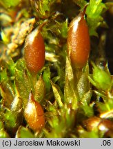 Protobryum bryoides (praprątniczek Mildego)