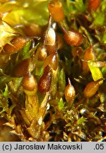 Protobryum bryoides (praprątniczek Mildego)