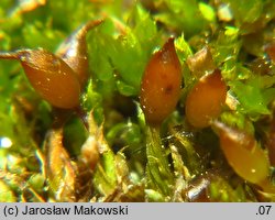 Protobryum bryoides (praprątniczek Mildego)