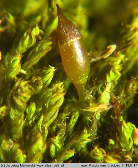 Protobryum bryoides (praprątniczek Mildego)