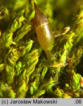 Protobryum bryoides (praprątniczek Mildego)