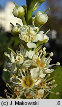 Prunus laurocerasus