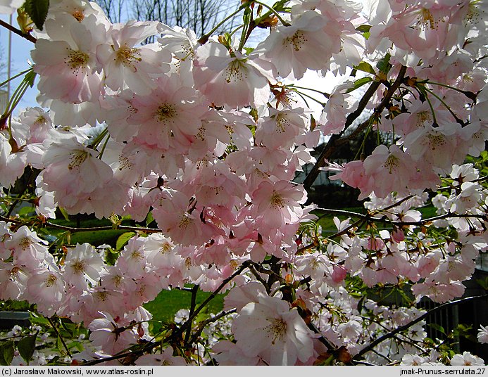 Prunus serrulata