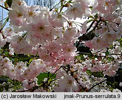 Prunus serrulata