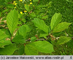 Amygdalus trilobata (migdałowiec trójklapowy)