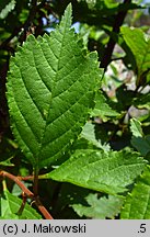 Amygdalus trilobata (migdałowiec trójklapowy)