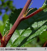 Amygdalus trilobata (migdałowiec trójklapowy)