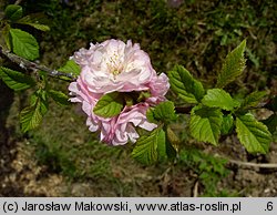 Amygdalus trilobata (migdałowiec trójklapowy)