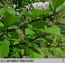 Amygdalus trilobata (migdałowiec trójklapowy)