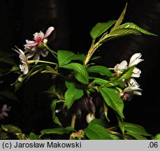 Prunus subhirtella Autumnalis Rosea