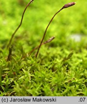 Pseudocrossidium hornschuchianum (frędzlik gliniasty)