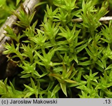 Pseudocrossidium hornschuchianum (frędzlik gliniasty)