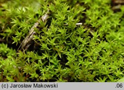 Pseudocrossidium hornschuchianum (frędzlik gliniasty)