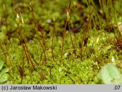 Pseudocrossidium hornschuchianum (frędzlik gliniasty)