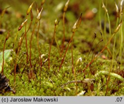 Pseudocrossidium hornschuchianum (frędzlik gliniasty)