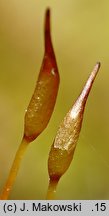 Pseudocrossidium hornschuchianum (frędzlik gliniasty)