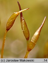 Pseudocrossidium hornschuchianum (frędzlik gliniasty)