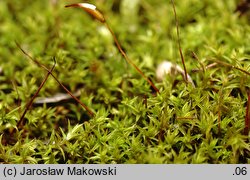 Pseudocrossidium hornschuchianum (frędzlik gliniasty)