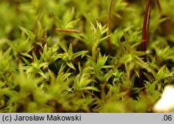 Pseudocrossidium hornschuchianum (frędzlik gliniasty)