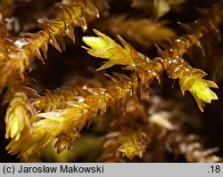 Pseudoleskeella catenulata (łańcuszkowiec wapieniolubny)