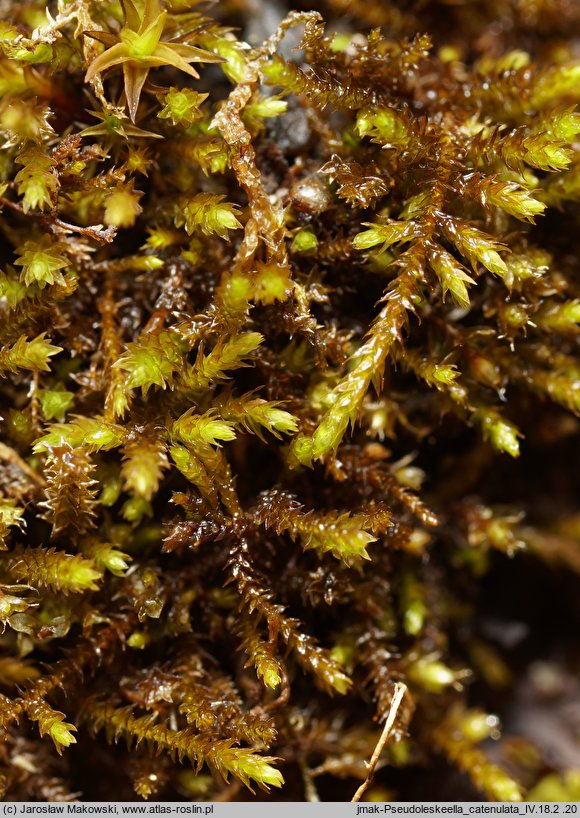 Pseudoleskeella catenulata (łańcuszkowiec wapieniolubny)