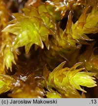 Pseudoleskeella catenulata (łańcuszkowiec wapieniolubny)