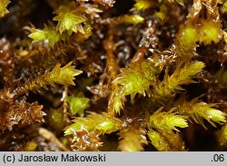 Pseudoleskeella catenulata (łańcuszkowiec wapieniolubny)